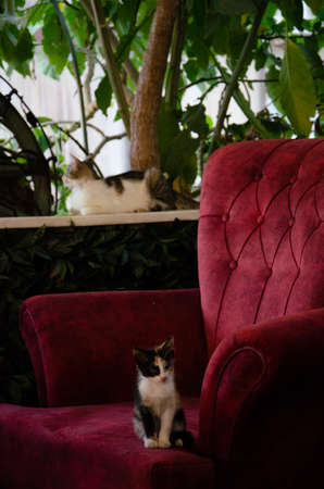Little skinny street kitten sitting on the chair of street cafe. Portrait of a street animal in its natural habitat. Abandoned animals concept with copy space.の写真素材