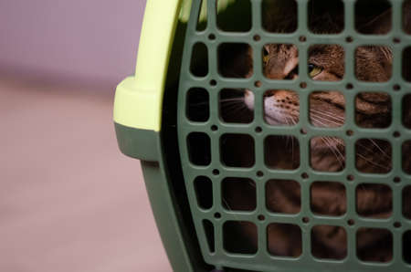 Selective focus on plastic cage carrying for cat. Frightened evil brown cat is sitting inside pet...