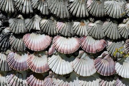 Scallop Shells on the wall of a house in Thailandの写真素材