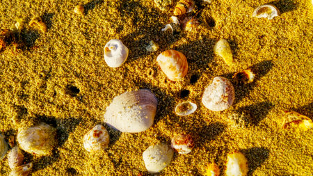 A variety of seashells scattered on sunlit golden sand, evoking a relaxing summer beach atmosphere...