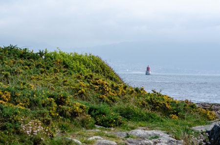 A vibrant coastal hillside covered in green grass and yellow wildflowers overlooks the sea, with a...