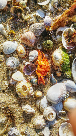Bright red crab surrounded by a variety of seashells and marine fragments on a sunlit sandy beach....