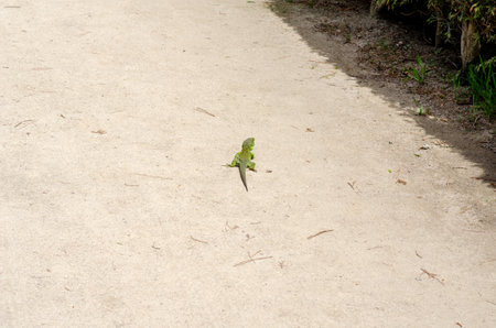 A vivid green lizard walks alone on a dirt path in a sunlit forest, capturing a moment of...