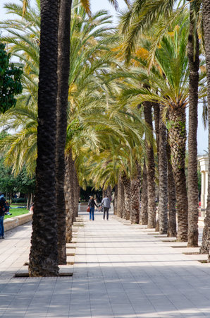 A beautiful walkway flanked by tall palm trees in a vibrant urban park. People stroll and relax, creating a peaceful Mediterranean vibe and scenic outdoor escape.の写真素材