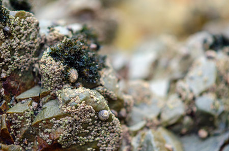 Close-up view of barnacles and green algae growing on rugged seaside rocks, capturing natural marine...