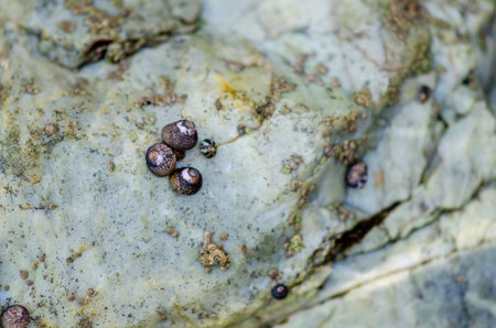 Small sea snails cluster on a weathered coastal rock, illustrating marine biodiversity and the rugged beauty of tidal zones. Ideal for nature or underwater themes.の写真素材