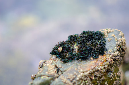 Close-up of marine life with black seaweed and barnacles growing on a wet seaside rock. Perfect for...