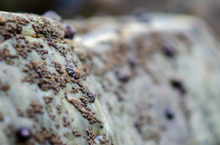 Macro closeup of barnacles and marine snails clinging to a wet coastal rock, capturing tidal life and texture. Ideal for marine biology or natural landscape themes.の写真素材