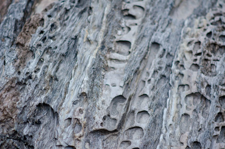 Detailed close-up of weathered tree bark showing intricate textures and organic patterns, ideal for...