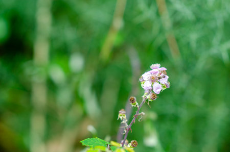Delicate wild blackberry flower blooming in a summer meadow with soft vibrant greenery, representing freshness and natural beauty. Perfect for nature concepts.の写真素材