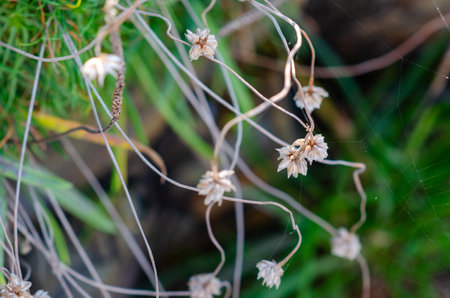 Close up of delicate dried wildflowers with intricate stems and spiderwebs, captured outdoors in...