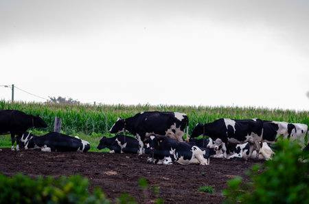 Group of black and white Holstein cows resting and grazing on an open countryside farm with green...