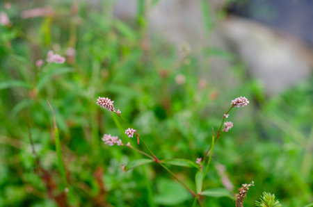 Delicate pink wildflowers blooming in a lush meadow with vibrant green grass and natural soft...