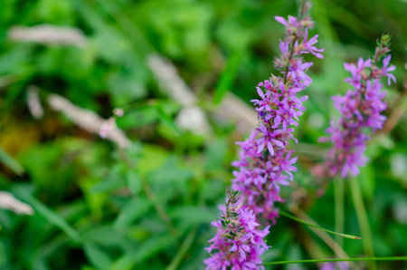 Vibrant purple loosestrife blooms stand tall among lush green grass in a wild summer meadow,...