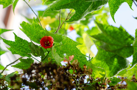 A single red abutilon flower stands out amid lush green maple-like leaves on a sunny day, evoking...