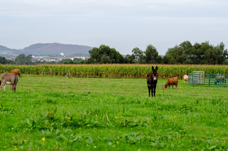 Peaceful rural landscape with donkeys and cows grazing on lush farmland. Natural agricultural scene, green pasture, and tranquil countryside atmosphere.の写真素材