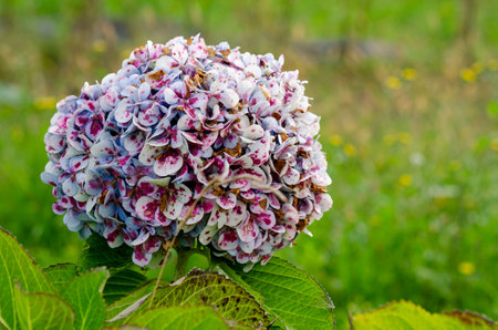 Close-up of a unique hydrangea flower with purple-speckled petals, growing outdoors in a vibrant...