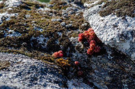 Closeup of hardy red stonecrop plant thriving between mossy rocks in natural sunlight. Vibrant wild flora, mountain ecosystem, organic texture.の写真素材