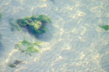 Sunlight plays on gentle underwater sand ripples, highlighting patches of green algae in clear,...