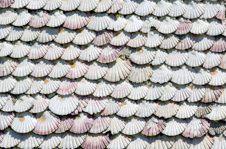 Close-up view of decorative wall covered with overlapping seashells, creating a unique natural texture for creative backgrounds or design projects.の写真素材