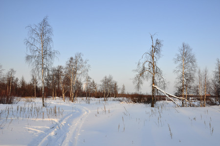 Winter day and frosty lanskape from North. Naked trees, pines and white snowの写真素材