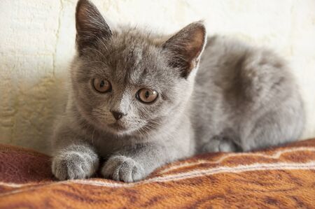British Shorthair cat is laying on the bad and looking forwardの写真素材