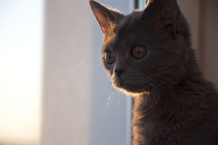 British Shorthair cat is at the windowの写真素材