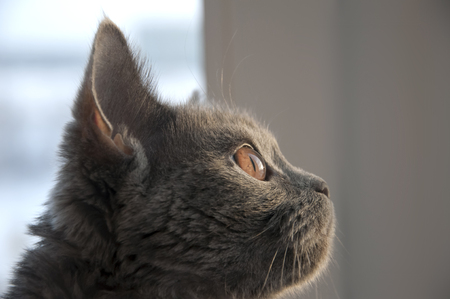 British Shorthair cat is looking in the window on the sundownの写真素材