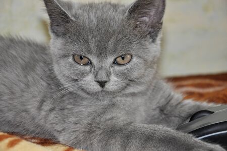 British Shorthair cat is laying on the bad and looking forwardの写真素材