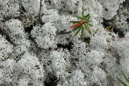 Tsetrariya moss in the forest with grassの写真素材