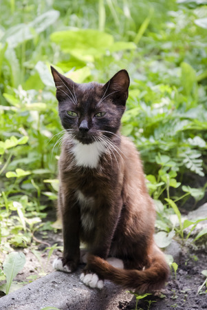 Black and white cat with green eyesの写真素材