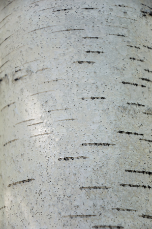 Birch bark. Elm. Background. Texture of treeの写真素材