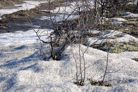 Naked bushes on the snow. Early springの写真素材