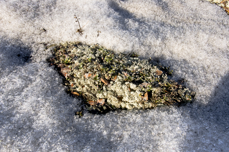 Tsetrariya moss in the forest with snow in early springの写真素材
