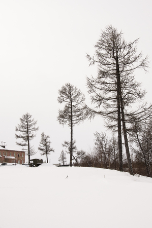 Winter naked trees in the white meadow covered snowの写真素材