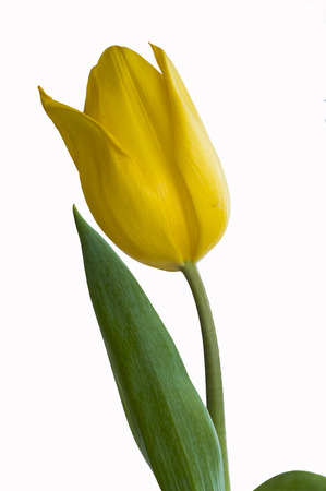 Yellow tulip flower on the blue / white backgroundの写真素材