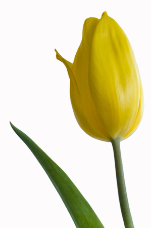 Yellow tulip flower on the blue / white backgroundの写真素材