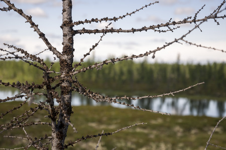 Naked branch of larch. Wild plantsの写真素材