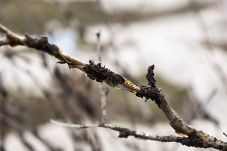 Naked branch of tree. Macroの写真素材
