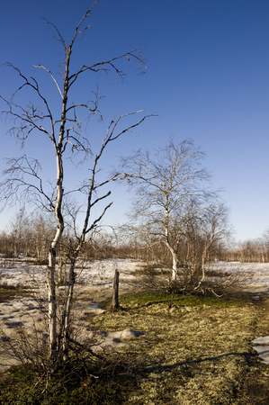 Naked birch trees and blue sky in the early spring. Snow in some placesの写真素材