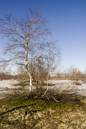 Naked birch trees and blue sky in the early spring. Snow in some placesの写真素材
