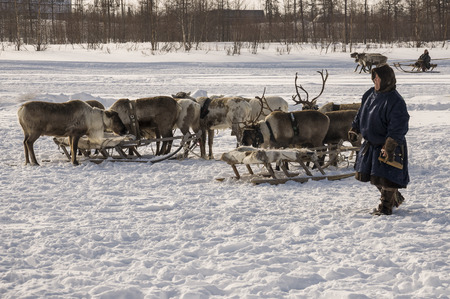 New Urengoy, YaNAO, North of Russia. March 1, 2016. The holiday of north nationality. Nenets man and north deer in winter dayのeditorial素材