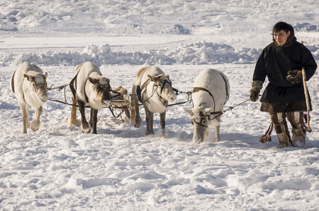 New Urengoy, YaNAO, North of Russia. March 1, 2016. The holiday of north nationality. Nenets man and north deer in winter dayのeditorial素材