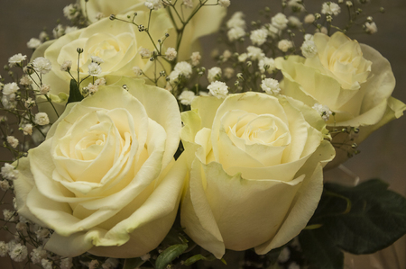 White tender roses in the bouquetの写真素材