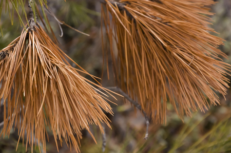 Branch of pine-tree with fir-needles brown color. Early springの写真素材