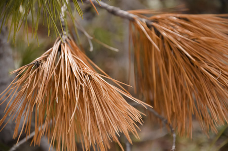 Branch of pine-tree with fir-needles brown color. Early springの写真素材