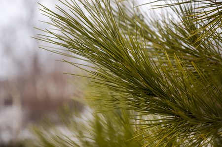 Branch of pine-tree with fir-needles green color. Early springの写真素材