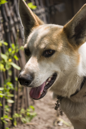 Home dog on the yard. Four-footed friend. Loyaltyの写真素材