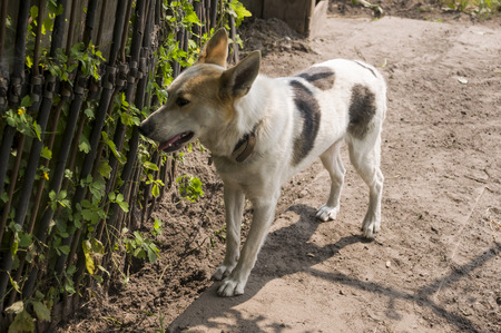 Home dog on the yard. Four-footed friend. Loyaltyの写真素材