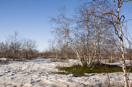 Birch Grove and blue sky in early springの写真素材